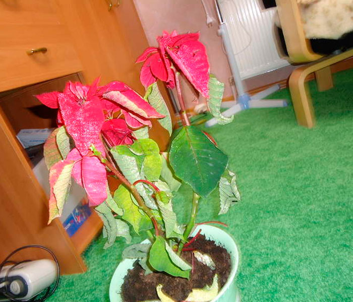 Flor de Pascua (Estrella de Navidad): foto, cuidados, especies, descripción, propagación, planta de interior
