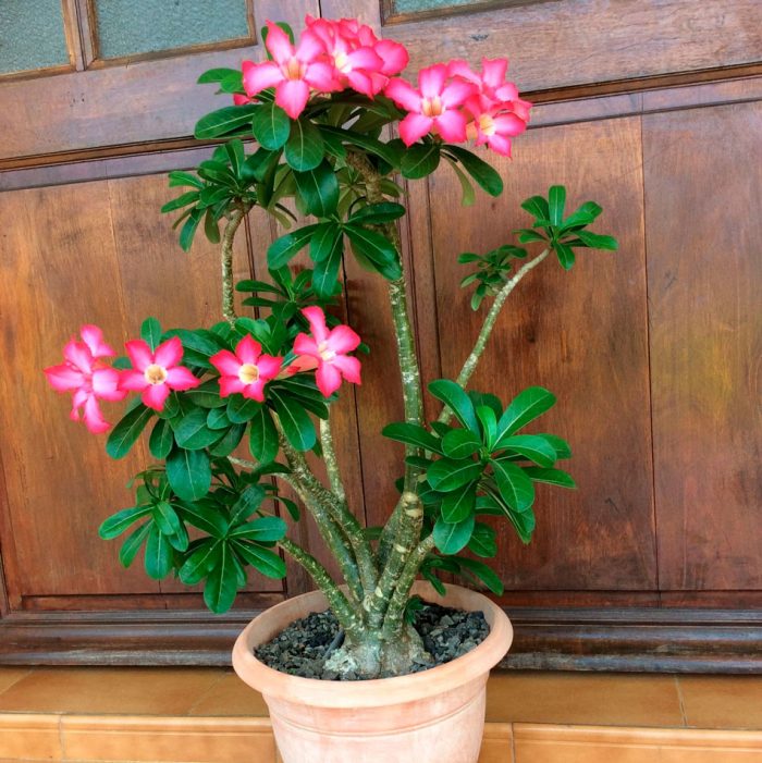 Plumeria - foto, cuidados, especies, descripción, propagación, planta de interior
