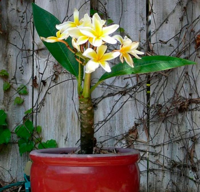Plumeria - foto, cuidados, especies, descripción, propagación, planta de interior