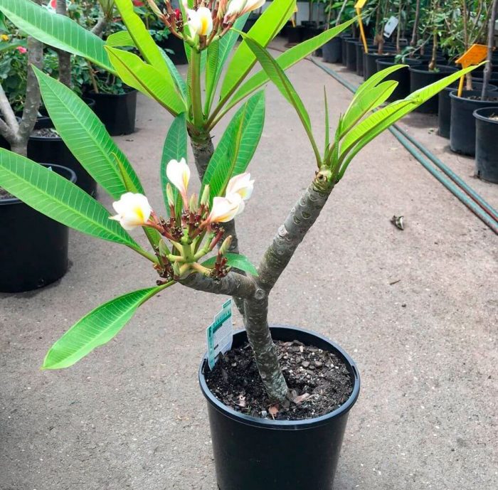 Plumeria - foto, cuidados, especies, descripción, propagación, planta de interior