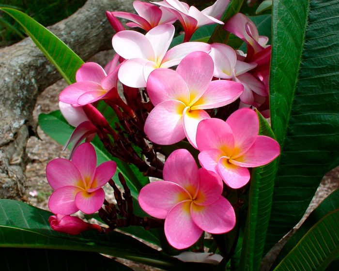 Plumeria - foto, cuidados, especies, descripción, propagación, planta de interior