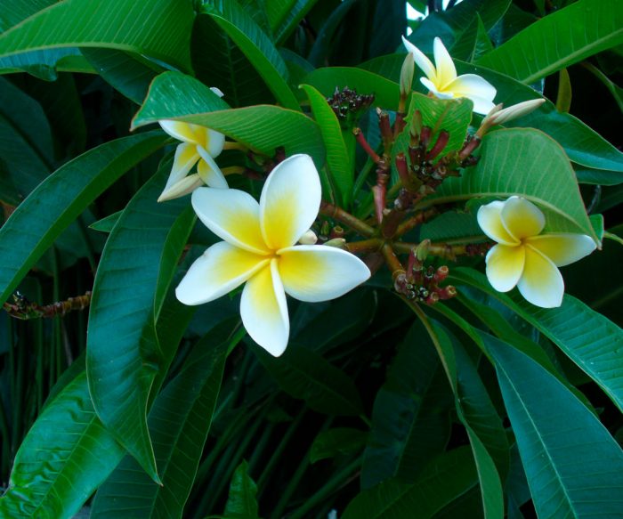 Plumeria blanca