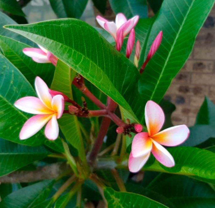 Plumeria roja