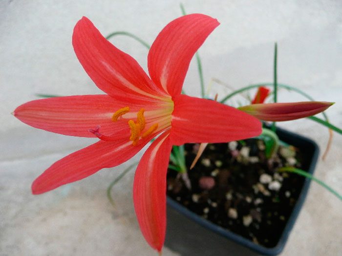 Rhodophiala