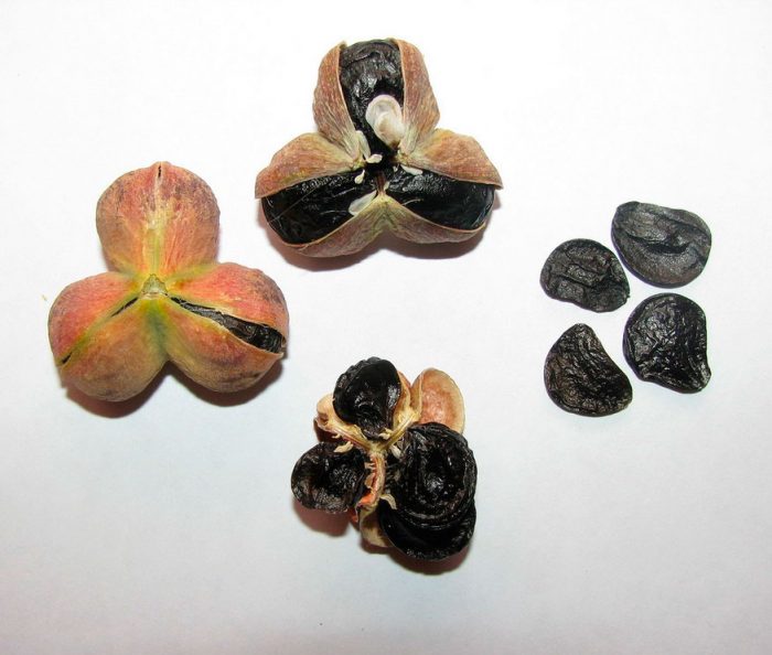Rhodophiala - foto, cuidados, especie, descripción, propagación, planta de interior