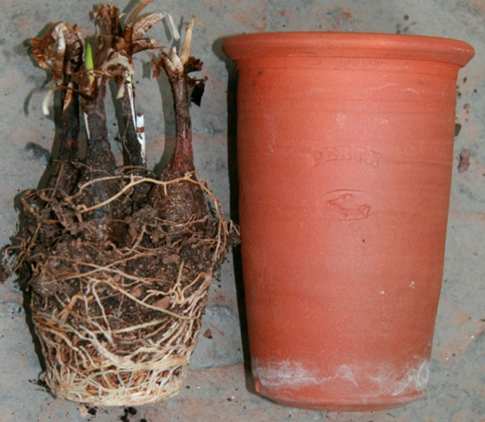 Rhodophiala - foto, cuidados, especie, descripción, propagación, planta de interior