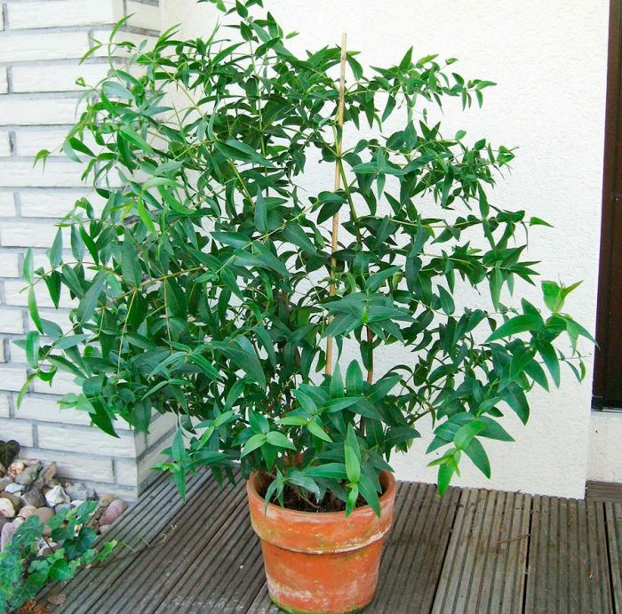 Eucalipto de interior: foto, cuidados, tipos, descripción, propagación, planta de interior