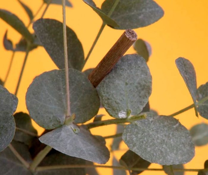 Eucalipto de interior: foto, cuidados, tipos, descripción, propagación, planta de interior