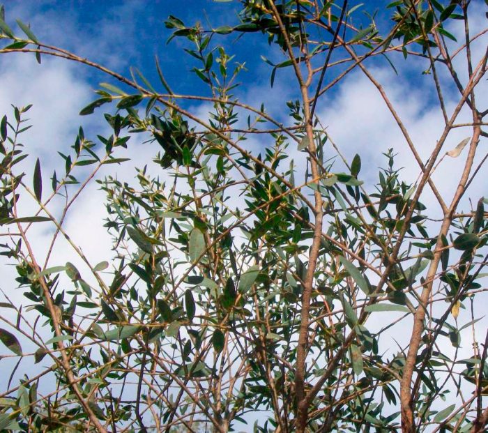 Eucalipto parvifolia