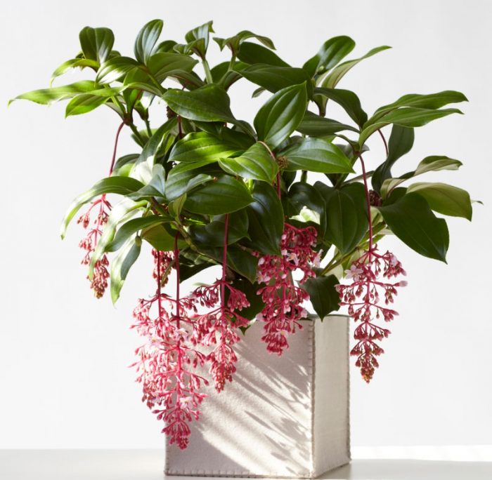 Medinilla - foto, cuidados, especie, descripción, propagación, planta de interior