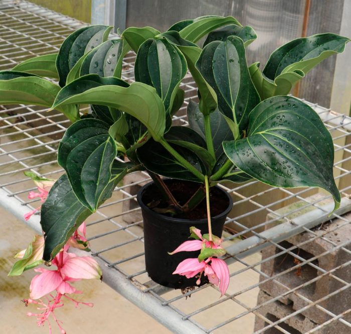 Medinilla - foto, cuidados, especie, descripción, propagación, planta de interior