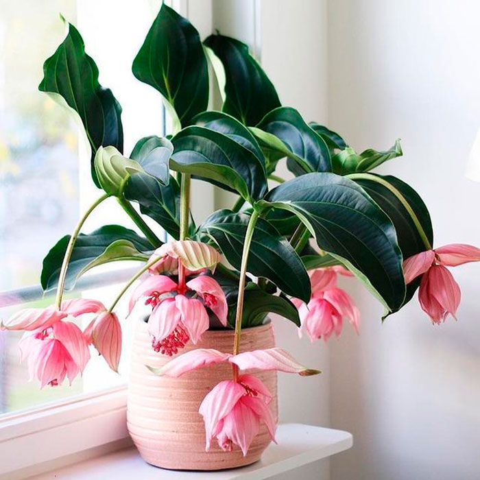 Medinilla - foto, cuidados, especie, descripción, propagación, planta de interior