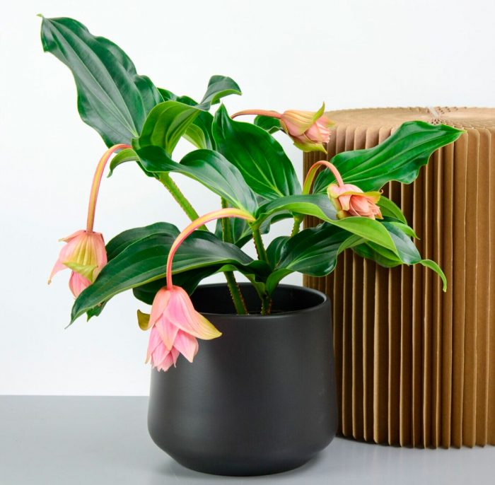 Medinilla - foto, cuidados, especie, descripción, propagación, planta de interior