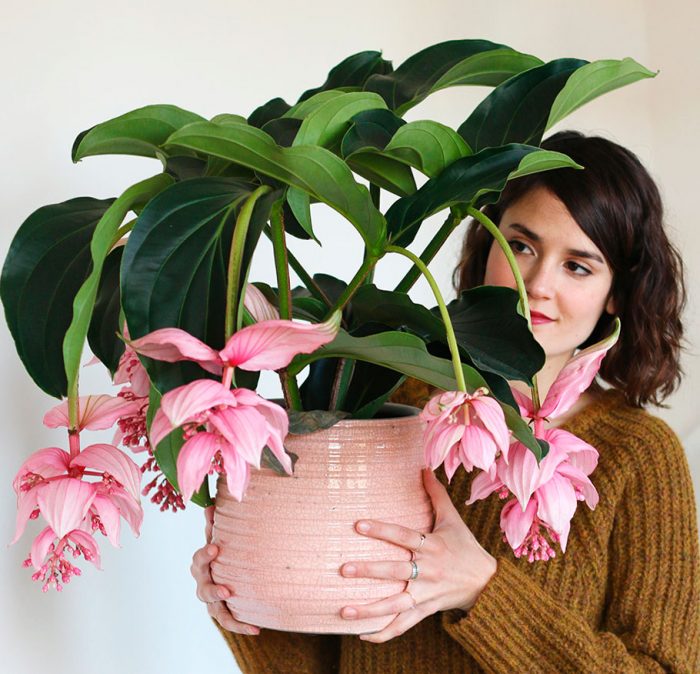 Medinilla - foto, cuidados, especie, descripción, propagación, planta de interior