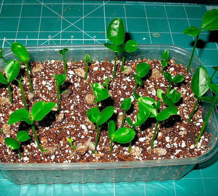 Medinilla - foto, cuidados, especie, descripción, propagación, planta de interior