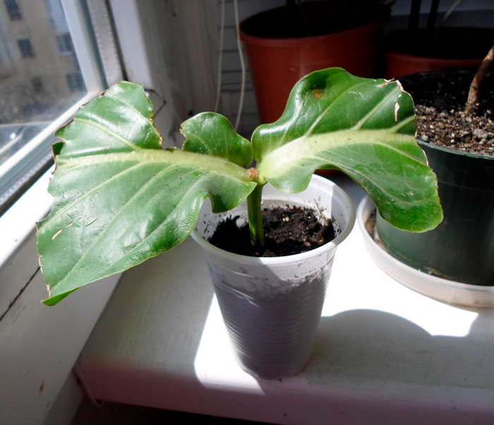 Medinilla - foto, cuidados, especie, descripción, propagación, planta de interior