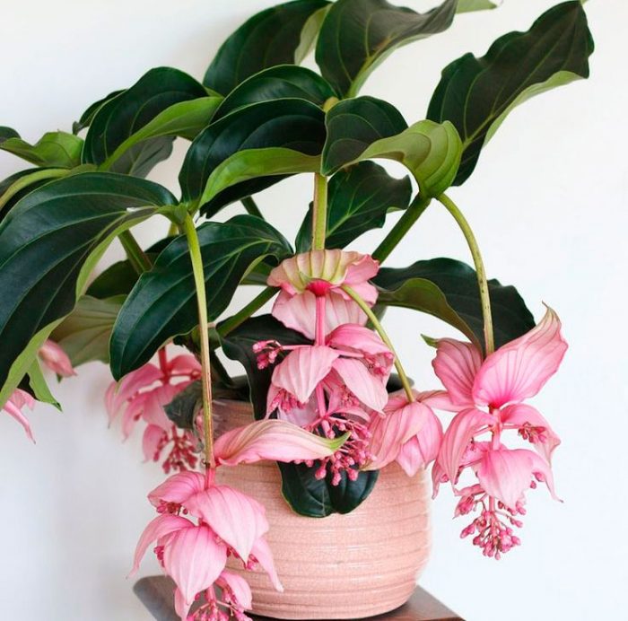 Medinilla - foto, cuidados, especie, descripción, propagación, planta de interior