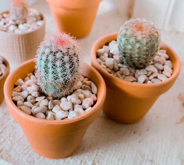 Echinocereus - foto, cuidados, especie, descripción, reproducción, planta de interior