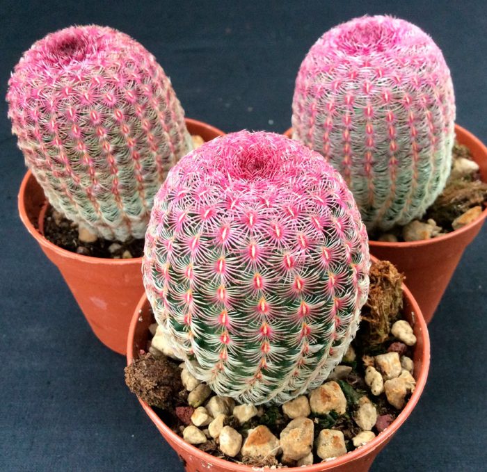 Echinocereus - foto, cuidados, especie, descripción, reproducción, planta de interior