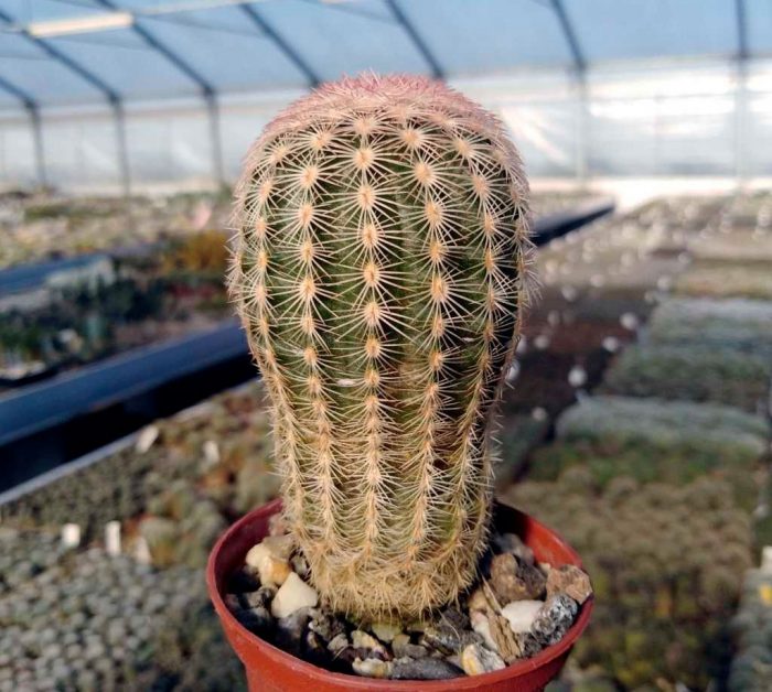 Echinocereus cristatus