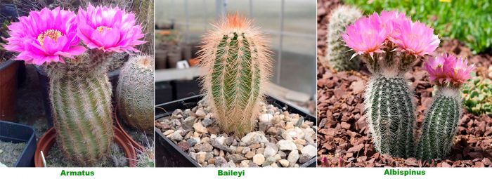 Echinocereus - foto, cuidados, especie, descripción, reproducción, planta de interior