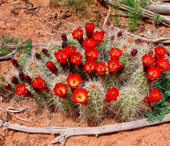 Echinocereus trispinata