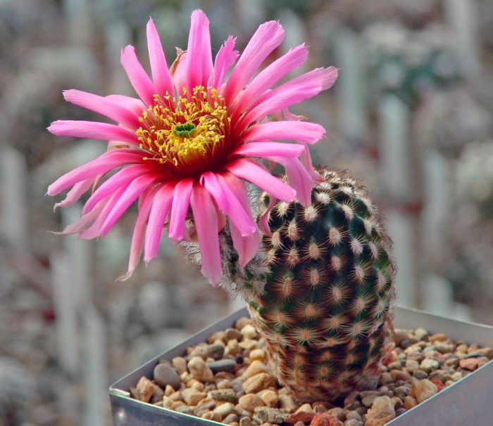 Echinocereus reichenbachii