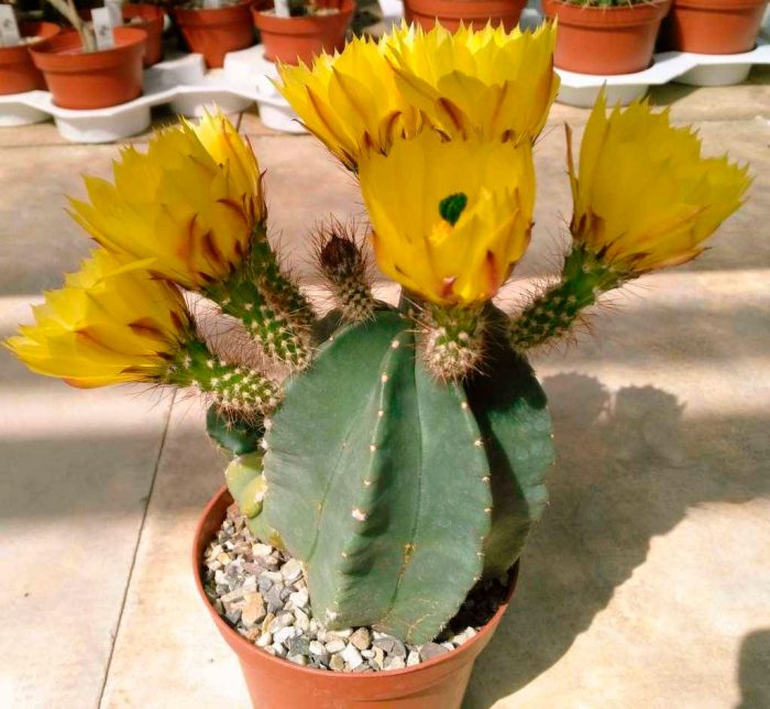 Echinocereus spinosus