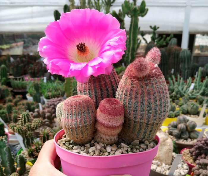 Echinocereus rigens