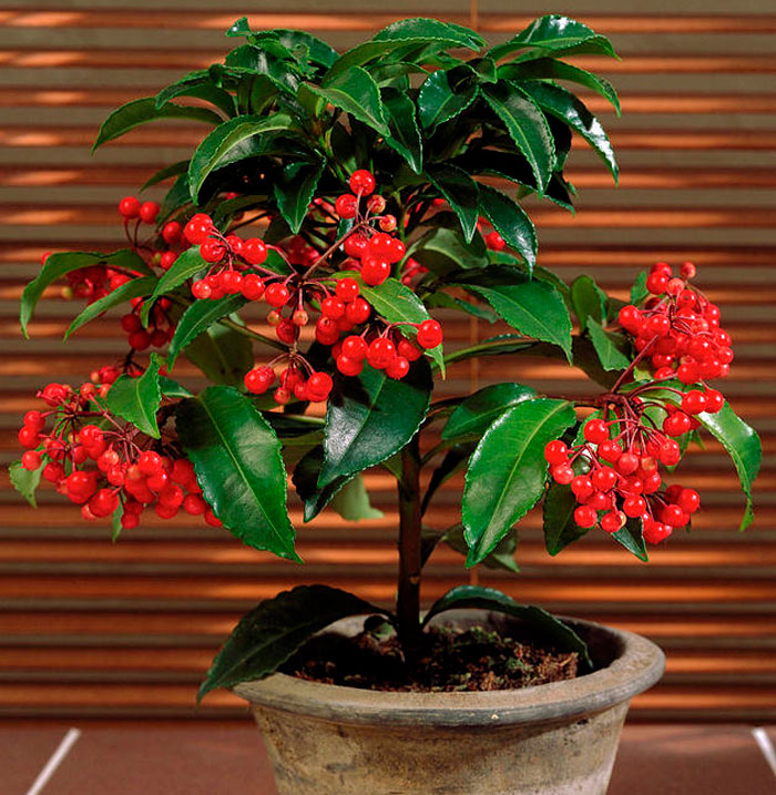 Ardisia - foto, cuidados, especie, descripción, propagación, planta de interior