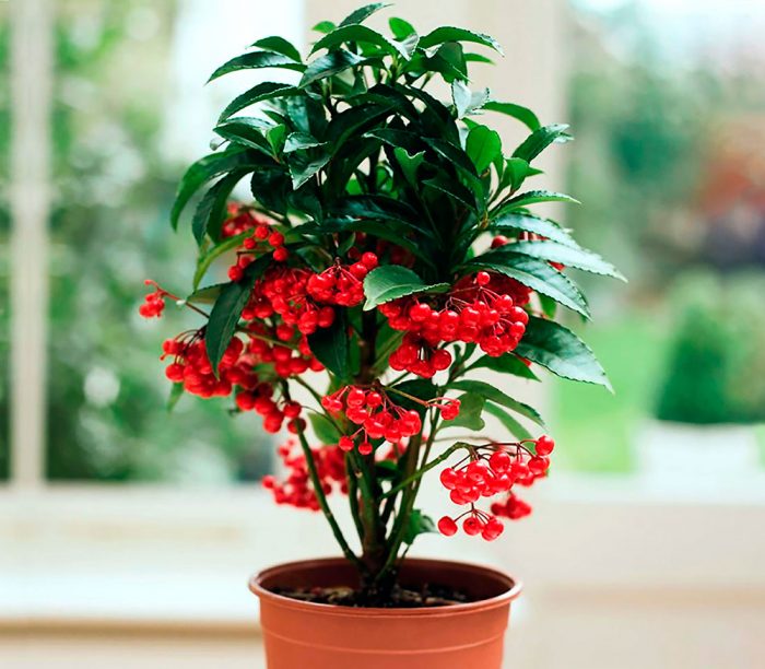 Ardisia - foto, cuidados, especie, descripción, propagación, planta de interior