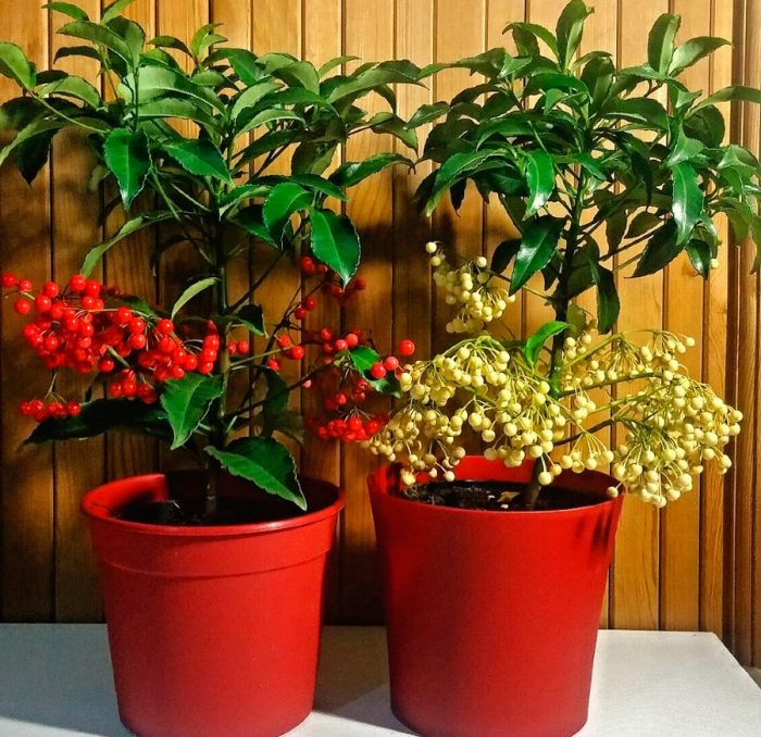 Ardisia