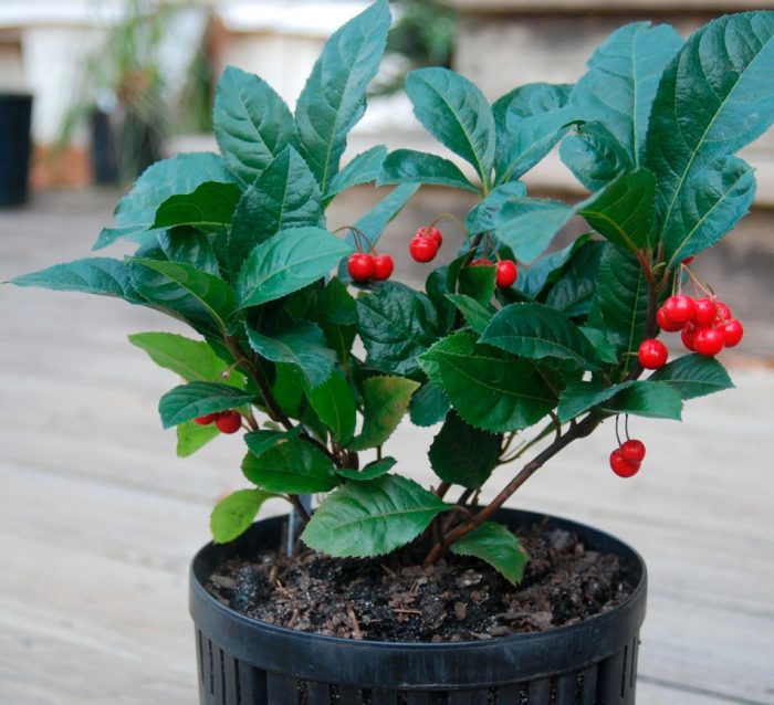 Ardisia - foto, cuidados, especie, descripción, propagación, planta de interior