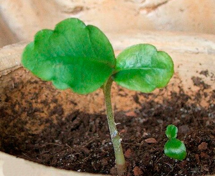 Cómo cultivar a partir de semillas