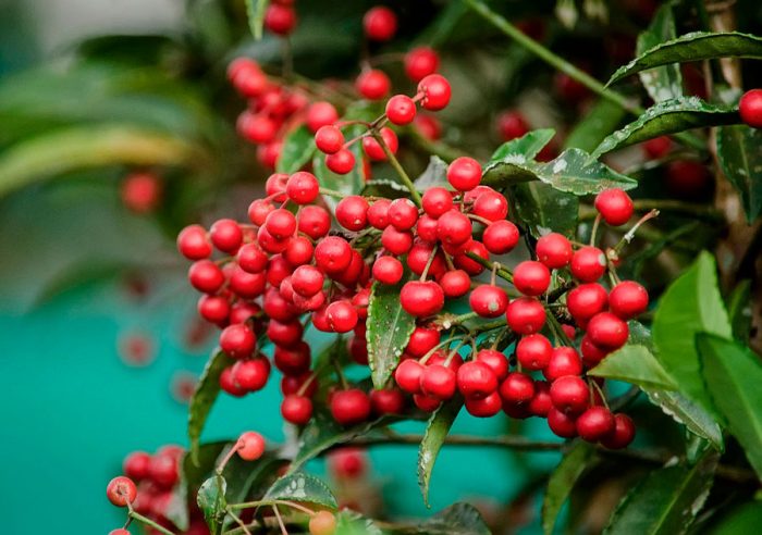 Ardisia crenata