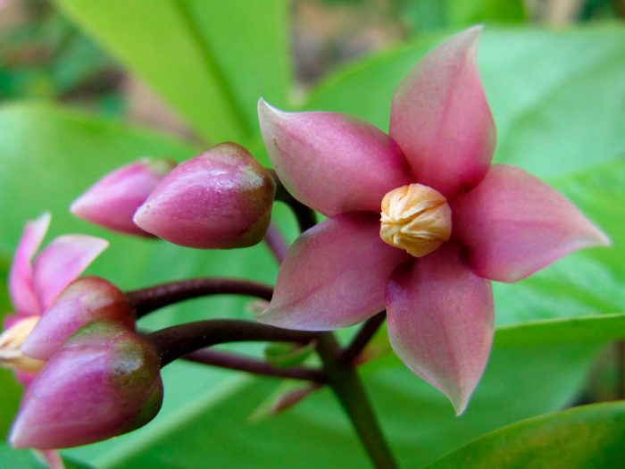 Ardisia solanacea