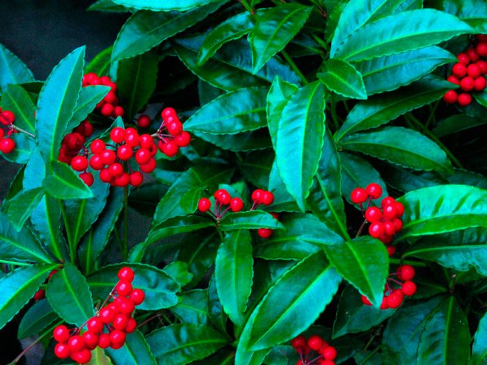 Ardisia crispa