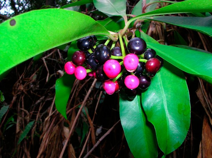 Ardisia elliptica