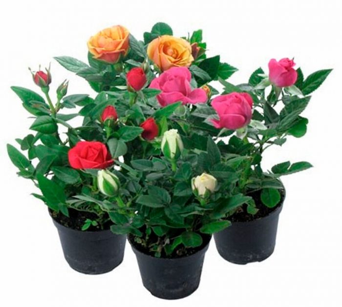 Rosa de interior: foto, cuidados, tipos, descripción, propagación, planta de interior
