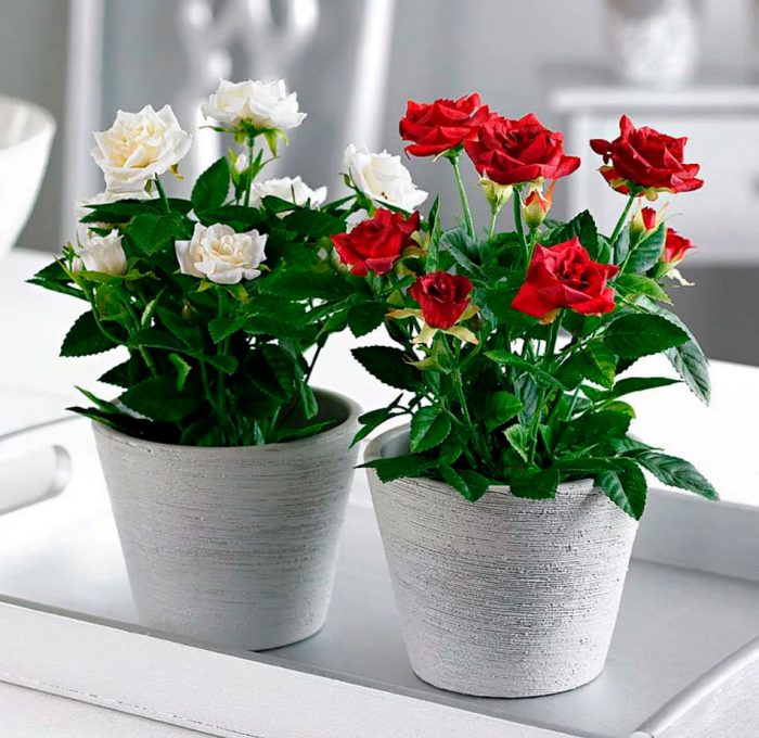 Rosa de interior: foto, cuidados, tipos, descripción, propagación, planta de interior