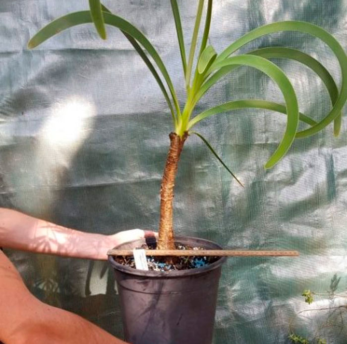 Worsleya - foto, cuidados, especie, descripción, propagación, planta de interior