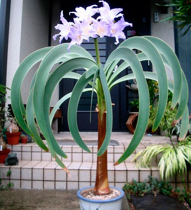 Worsleya - foto, cuidados, especie, descripción, propagación, planta de interior