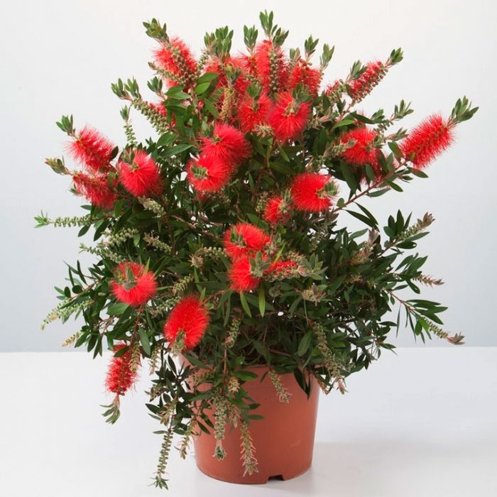 Callistemon - foto, cuidados, especie, descripción, propagación, planta de interior