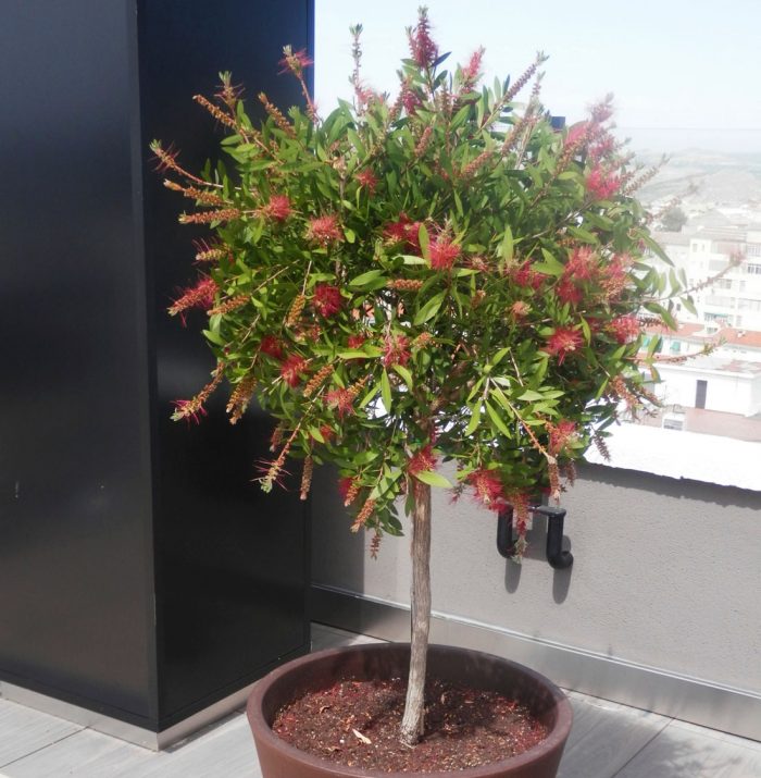 Callistemon - foto, cuidados, especie, descripción, propagación, planta de interior