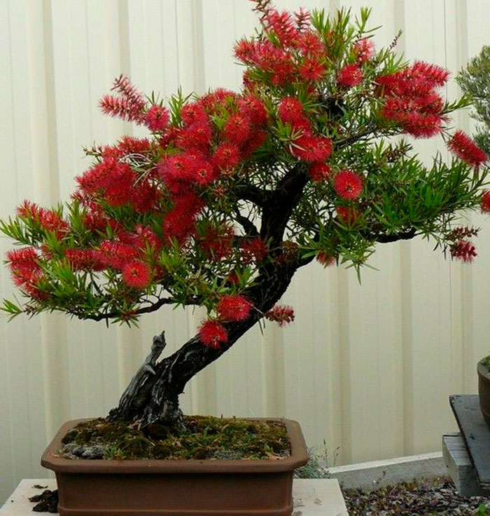 Callistemon - foto, cuidados, especie, descripción, propagación, planta de interior