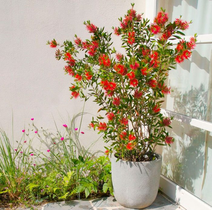 Callistemon - foto, cuidados, especie, descripción, propagación, planta de interior