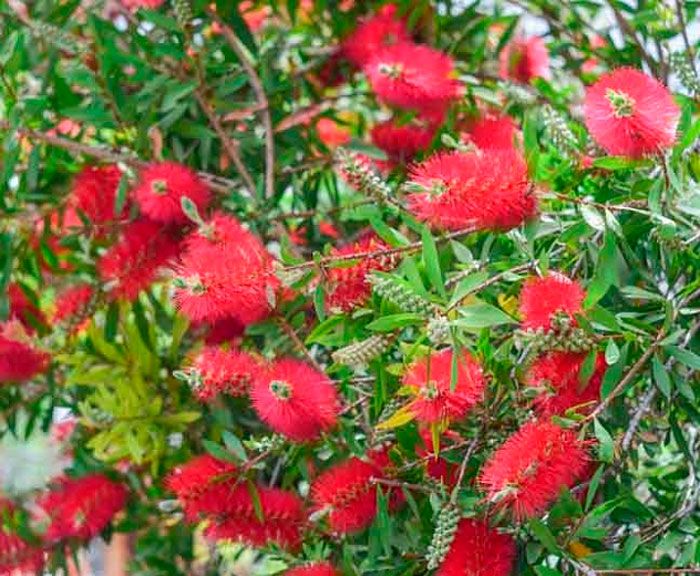 Limón Callistemon