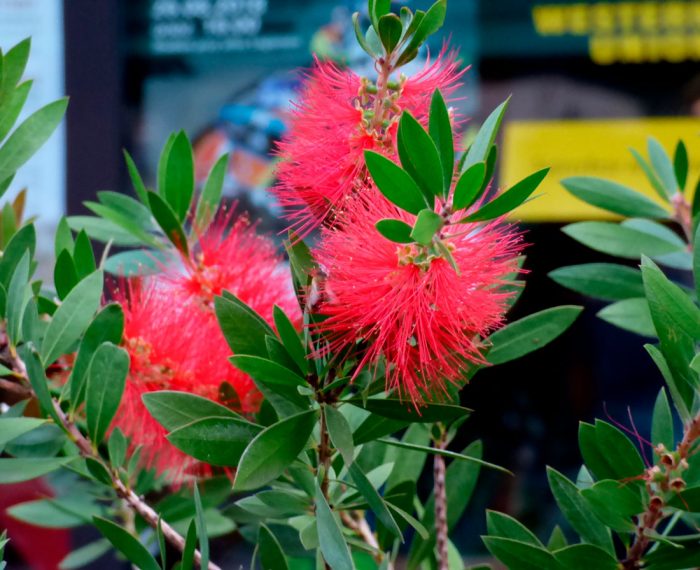 Callistemon - foto, cuidados, especie, descripción, propagación, planta de interior