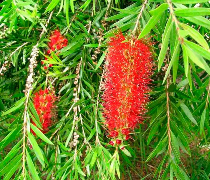 Callistemon rodoides