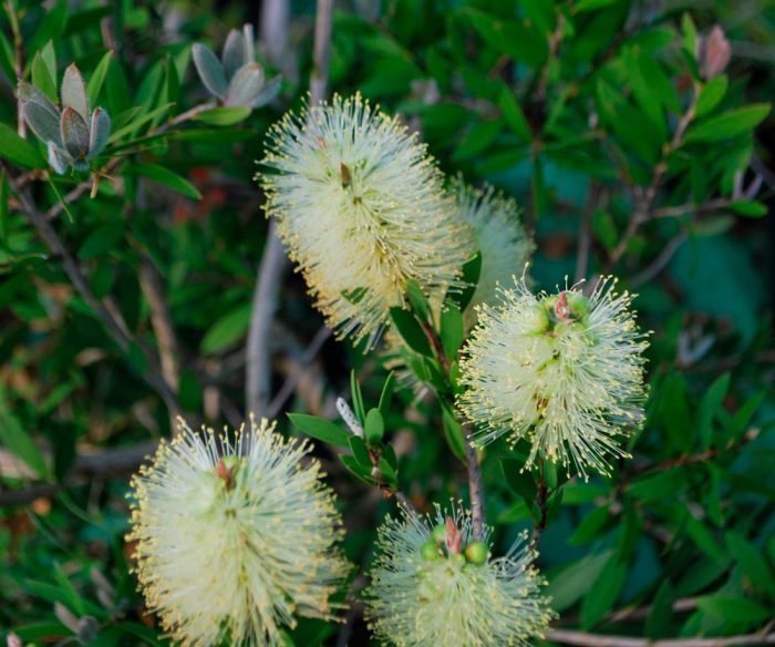 Callistemon salicifolia